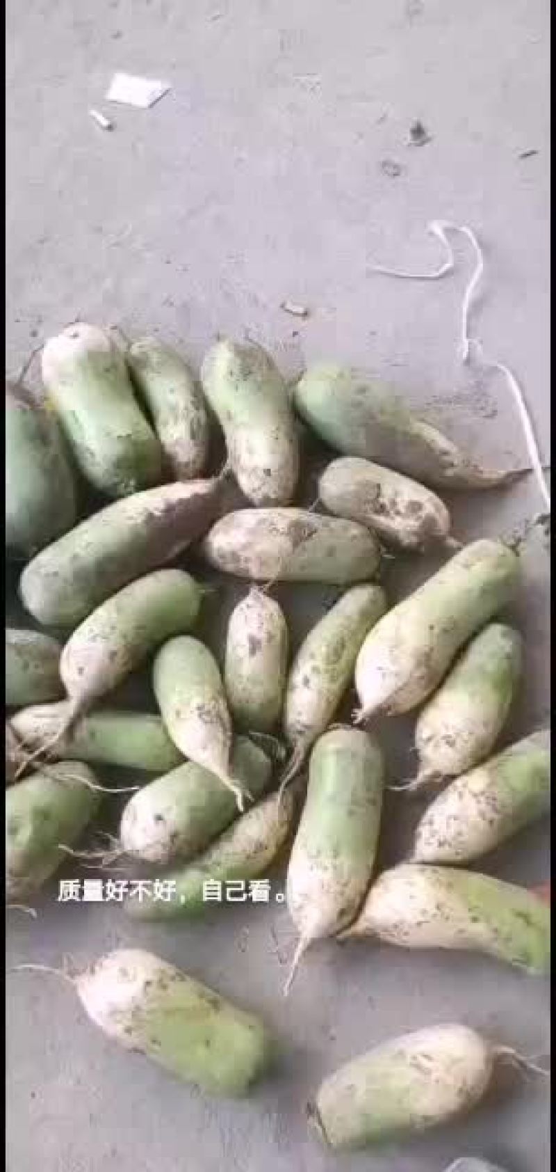 冷库萝卜300吨质量很好，大小均匀，颜色好，水分足
