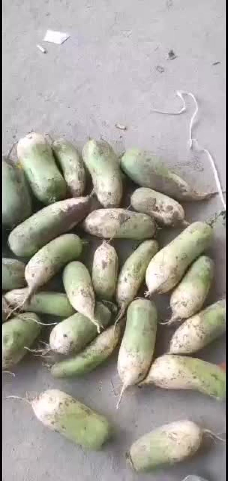 冷库萝卜300吨质量很好，大小均匀，颜色好，水分足