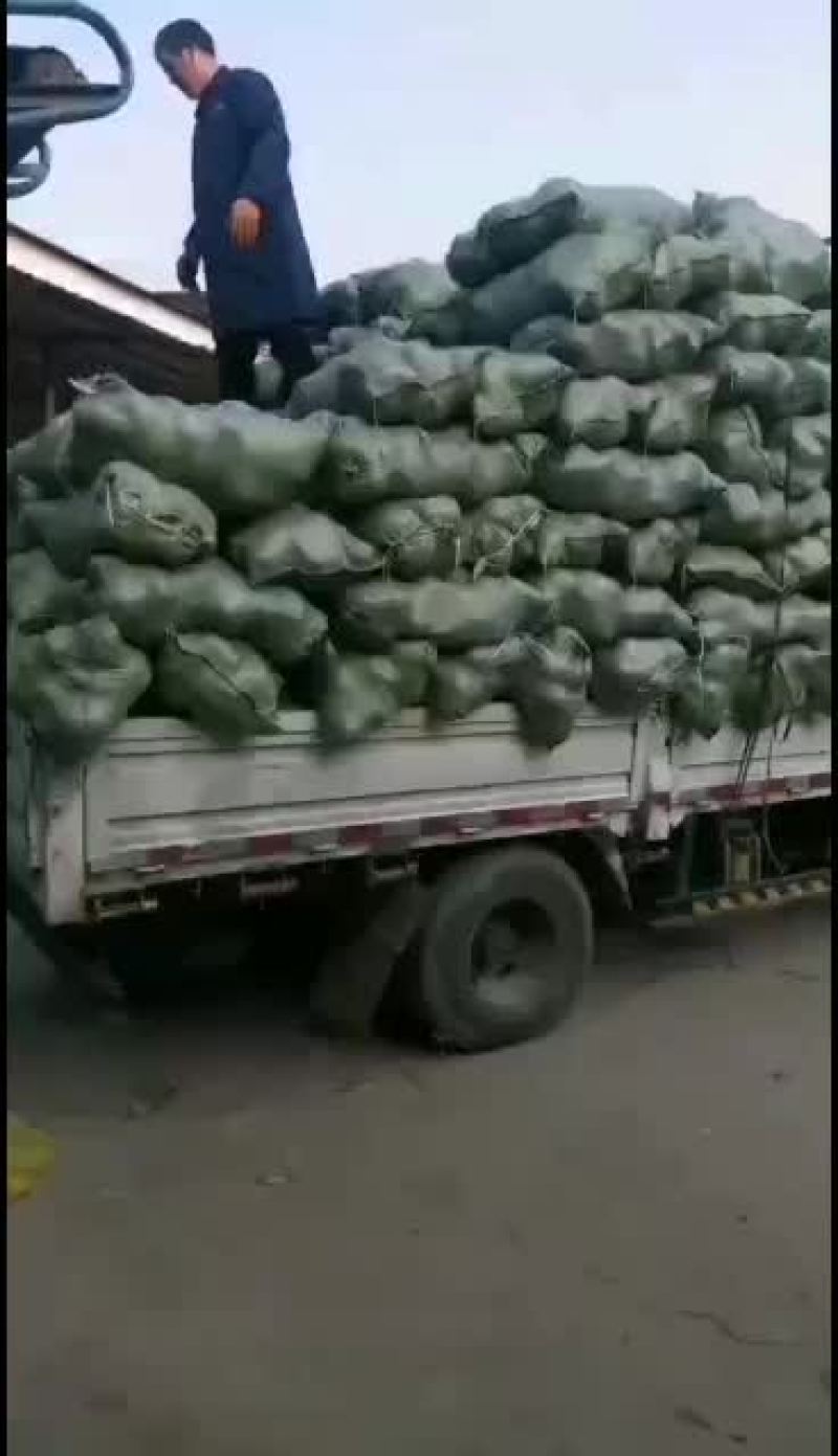 冷库萝卜300吨质量很好，大小均匀，颜色好，水分足