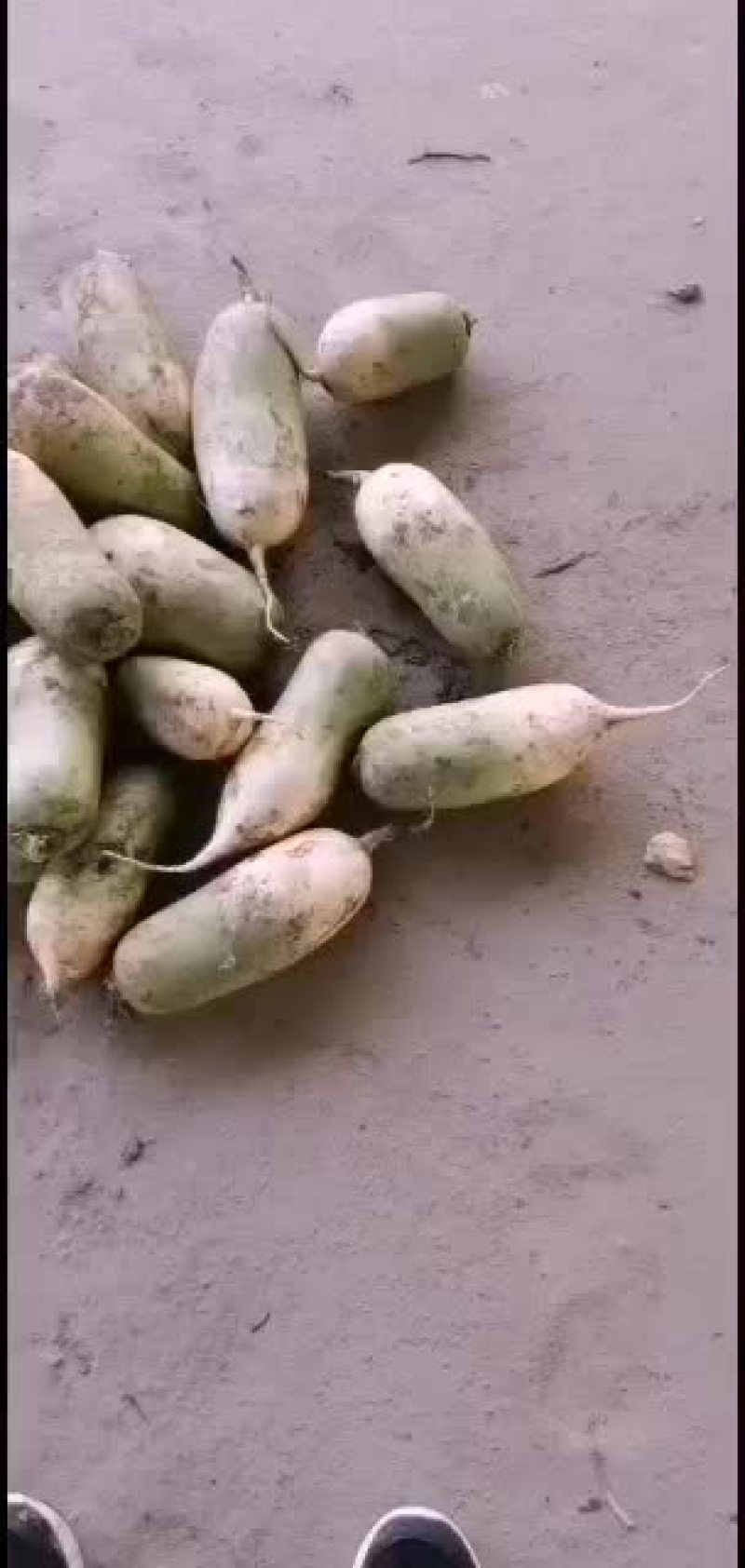 冷库萝卜300吨质量很好，大小均匀，颜色好，水分足