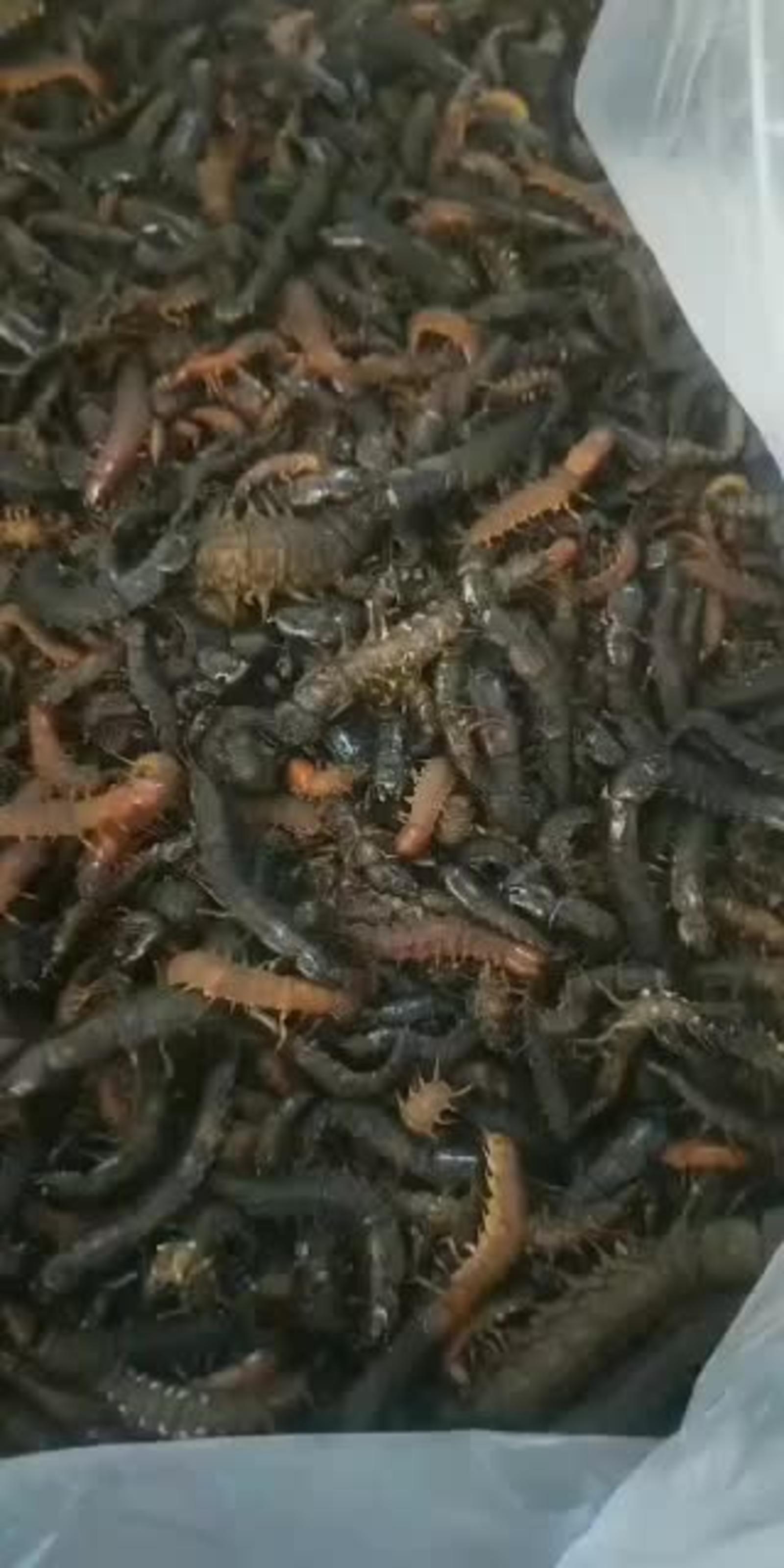 水蜈蚣咬人图片
