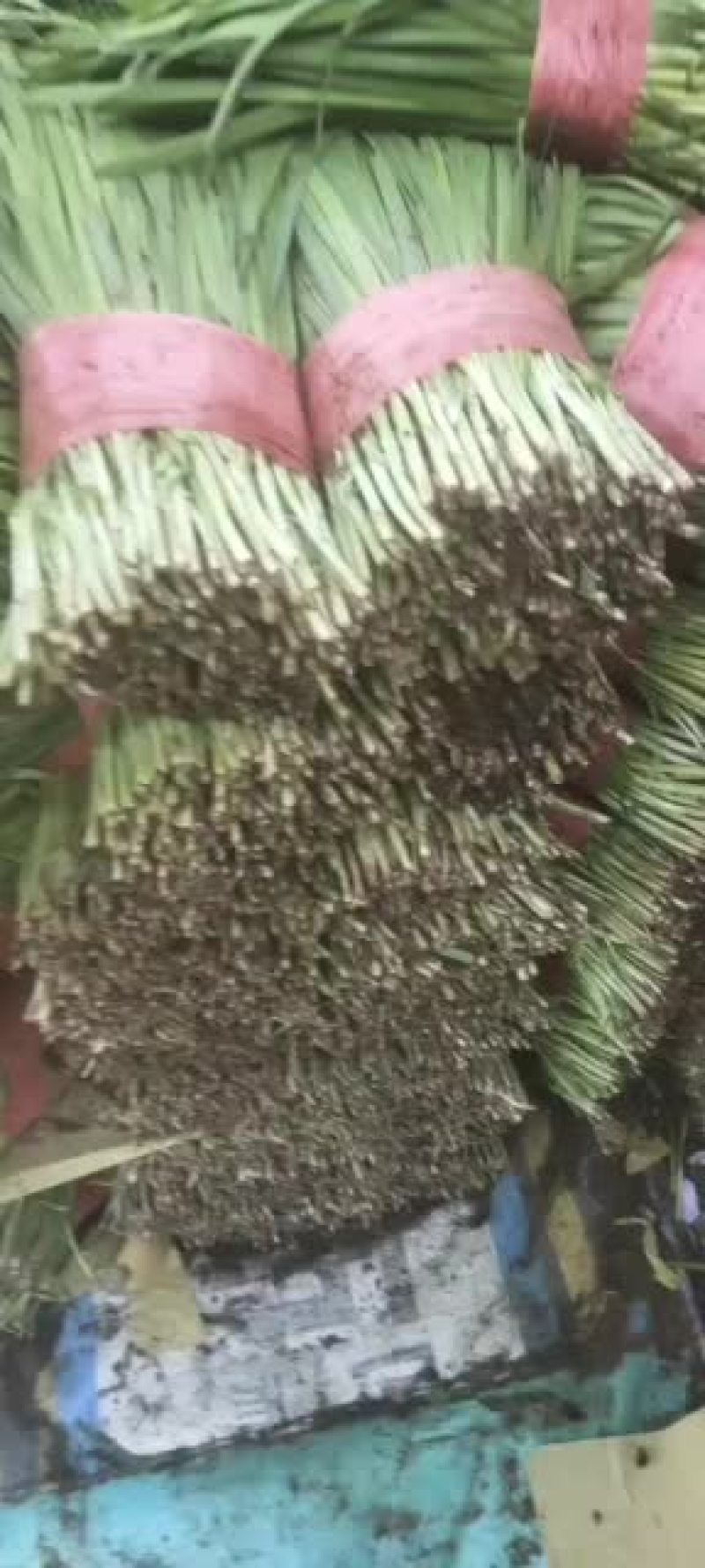 又粗又硬的头刀韭菜，想要的来昌黎来