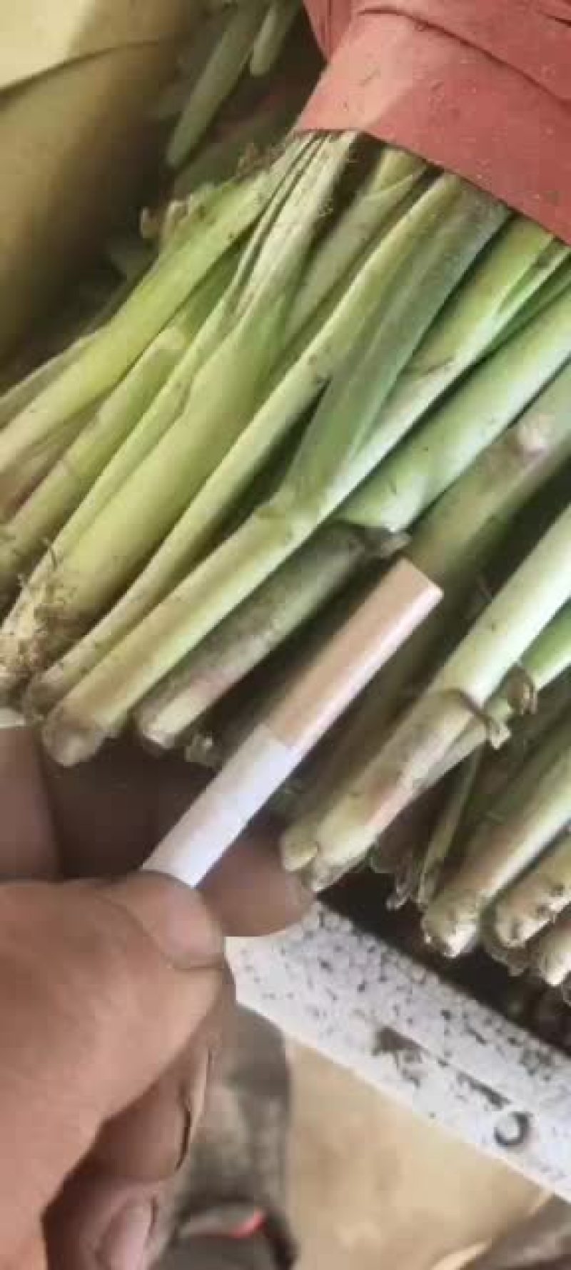 又粗又硬的头刀韭菜，想要的来昌黎来