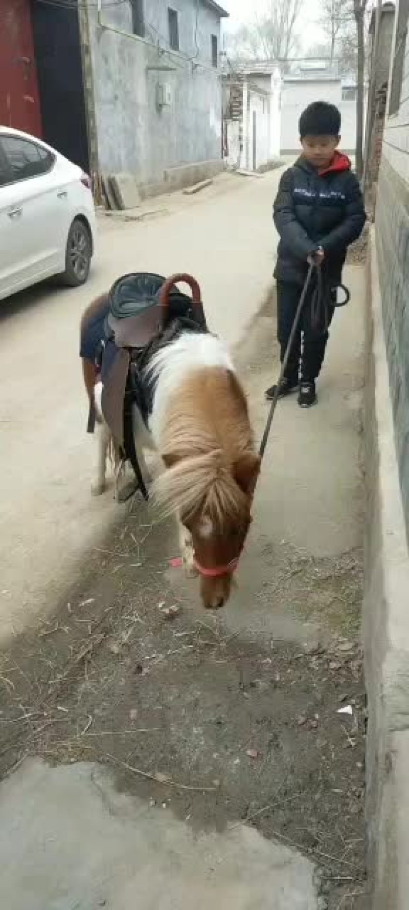 进口设特兰矮马进口设特兰矮马