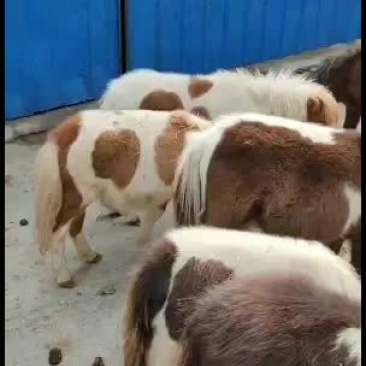 进口设特兰矮马进口设特兰矮马