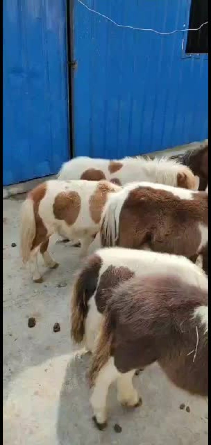 进口设特兰矮马进口设特兰矮马