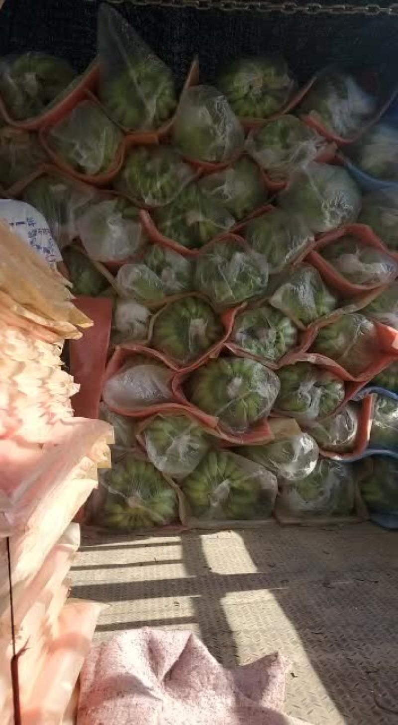 海南粉蕉大量上市欢迎订购