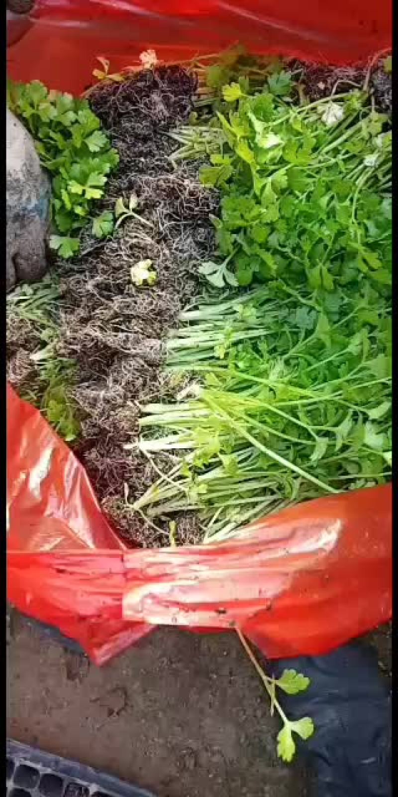 常年供应地拔芹菜苗，穴盘芹菜苗
