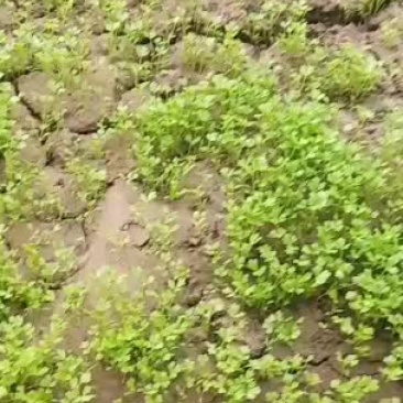 常年供应地拔芹菜苗，穴盘芹菜苗