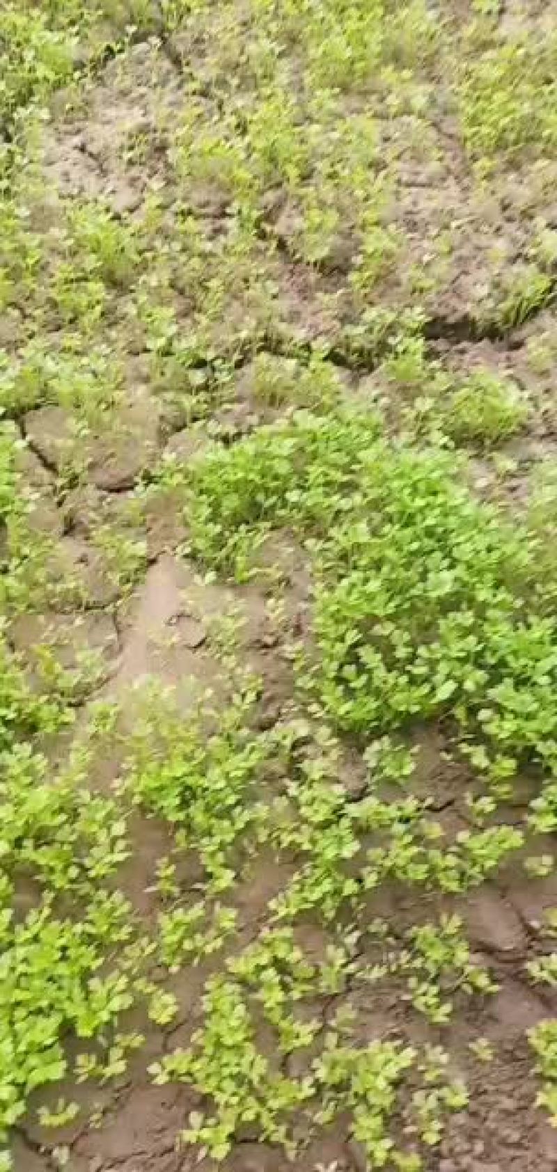 常年供应地拔芹菜苗，穴盘芹菜苗