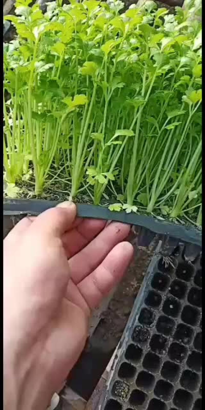常年供应地拔芹菜苗，穴盘芹菜苗