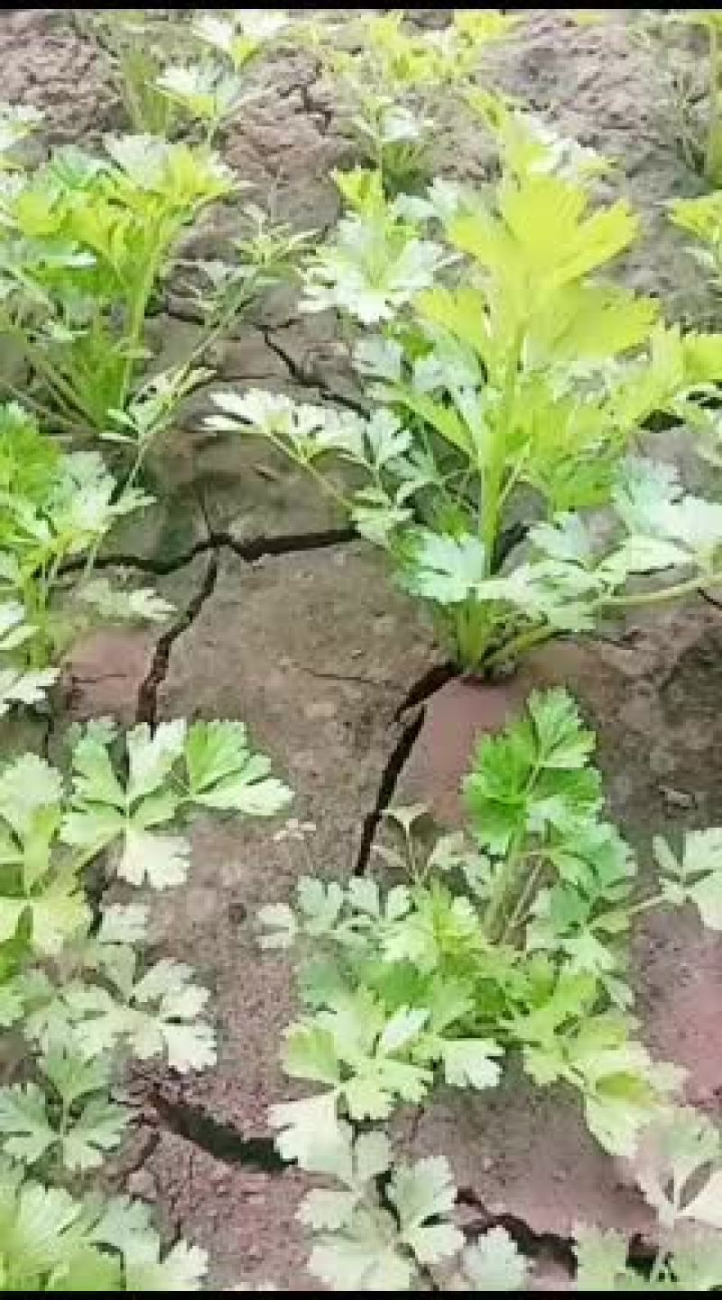 常年供应地拔芹菜苗，穴盘芹菜苗
