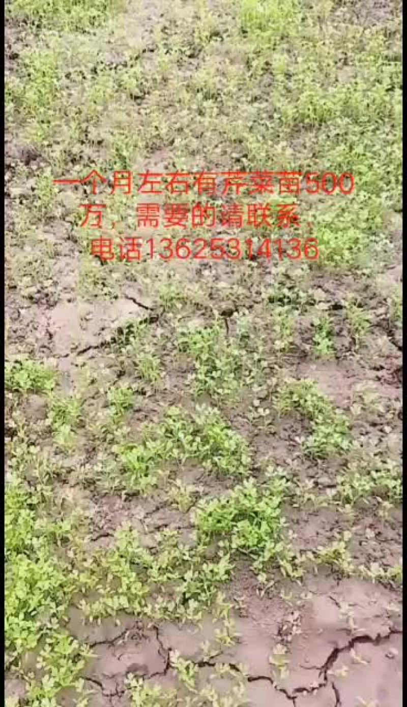 常年供应地拔芹菜苗，穴盘芹菜苗