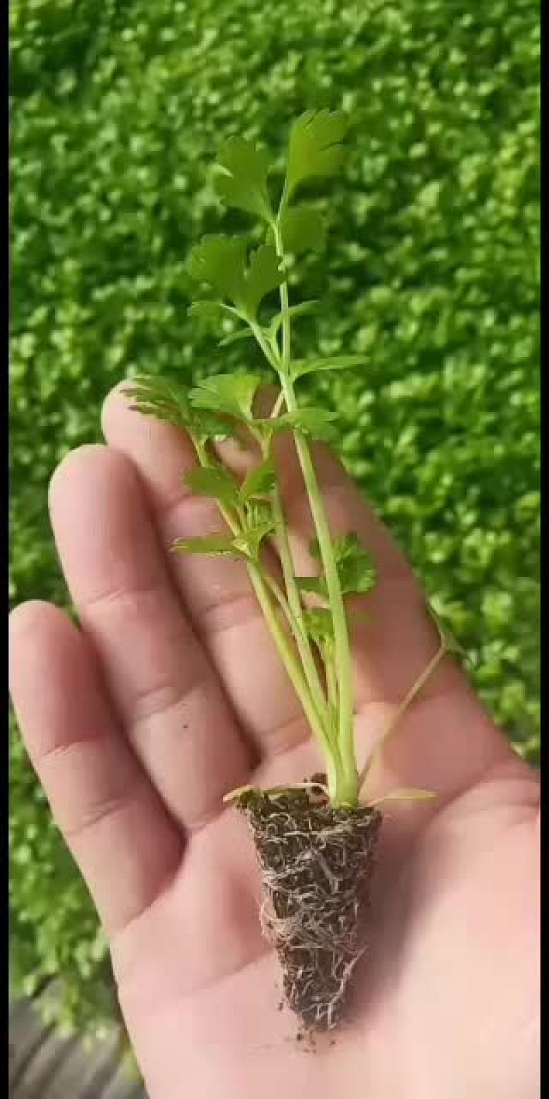 常年供应地拔芹菜苗，穴盘芹菜苗