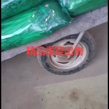 精品大叶香菜，实心，铁杆，无烂心，无黄叶。
