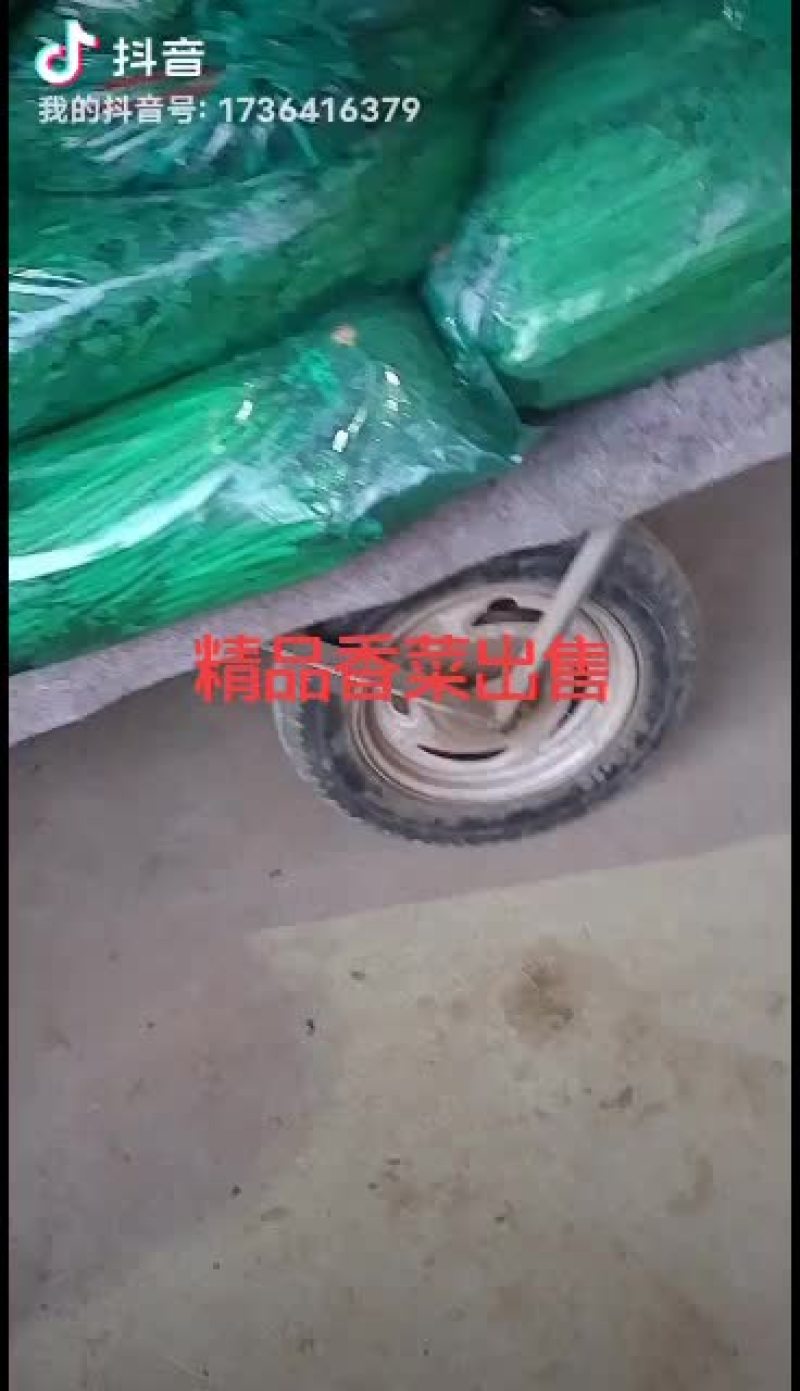 精品大叶香菜，实心，铁杆，无烂心，无黄叶。