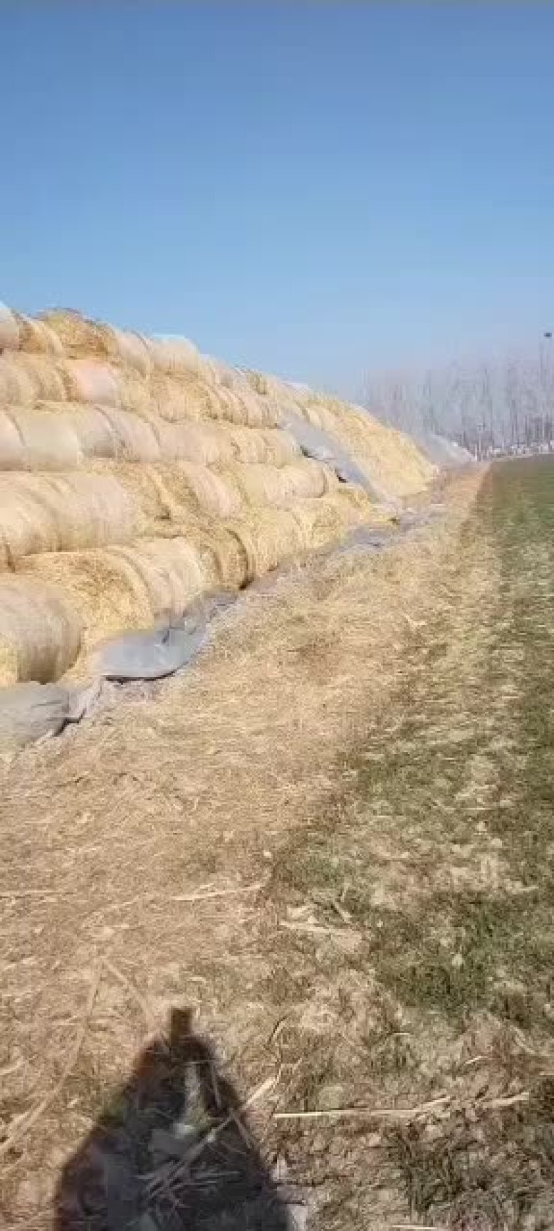 小麦秸秆河南优质小麦结杆方捆大圆捆大量现货随时装车