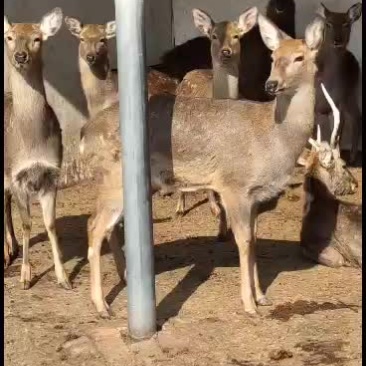 自养自销梅花鹿特别听话