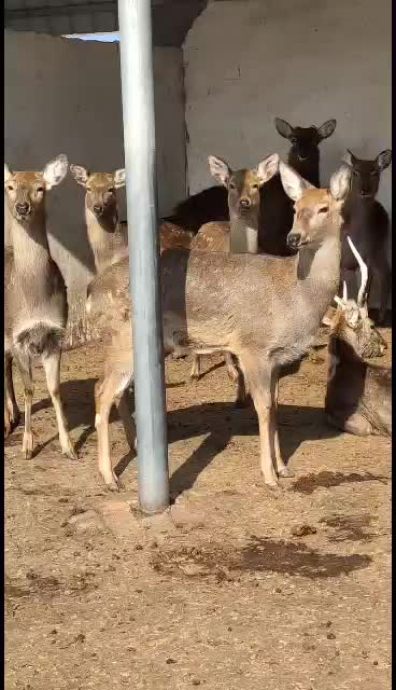 自养自销梅花鹿特别听话