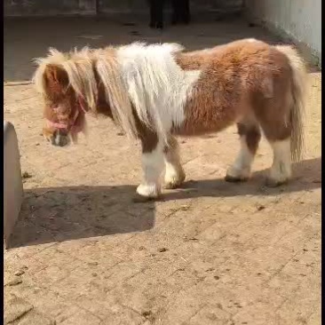 舍特兰迷你矮马观赏乘骑