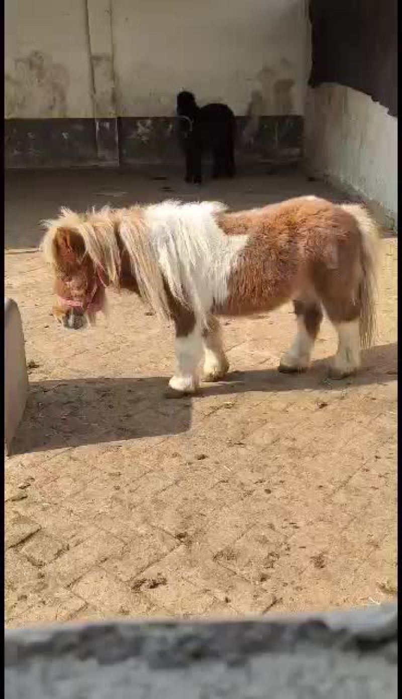 舍特兰迷你矮马观赏乘骑