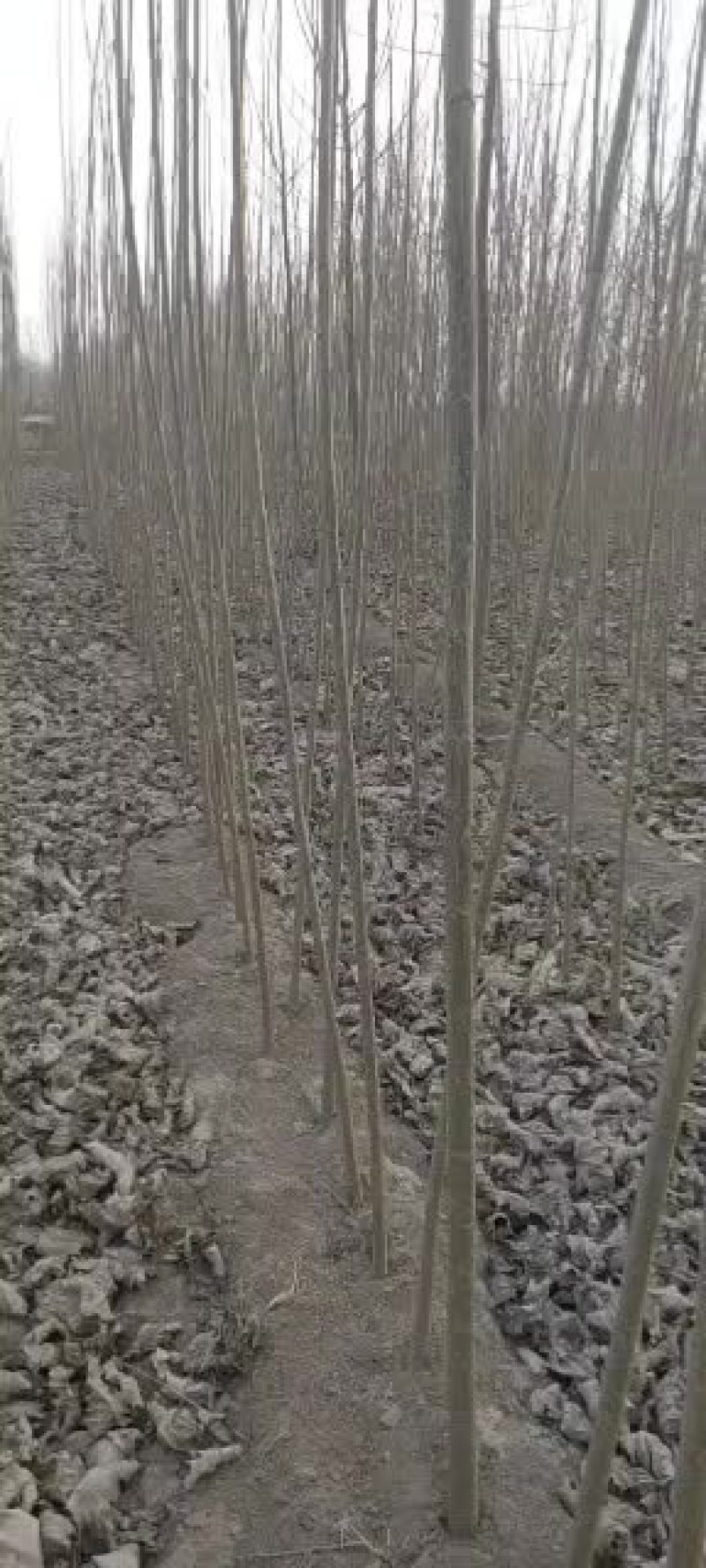 优质杨树苗，根细好，无病害