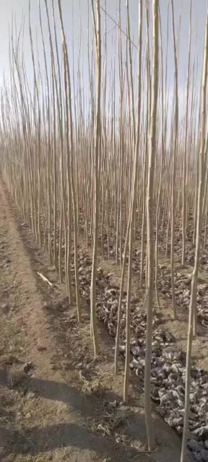 优质杨树苗，根细好，无病害