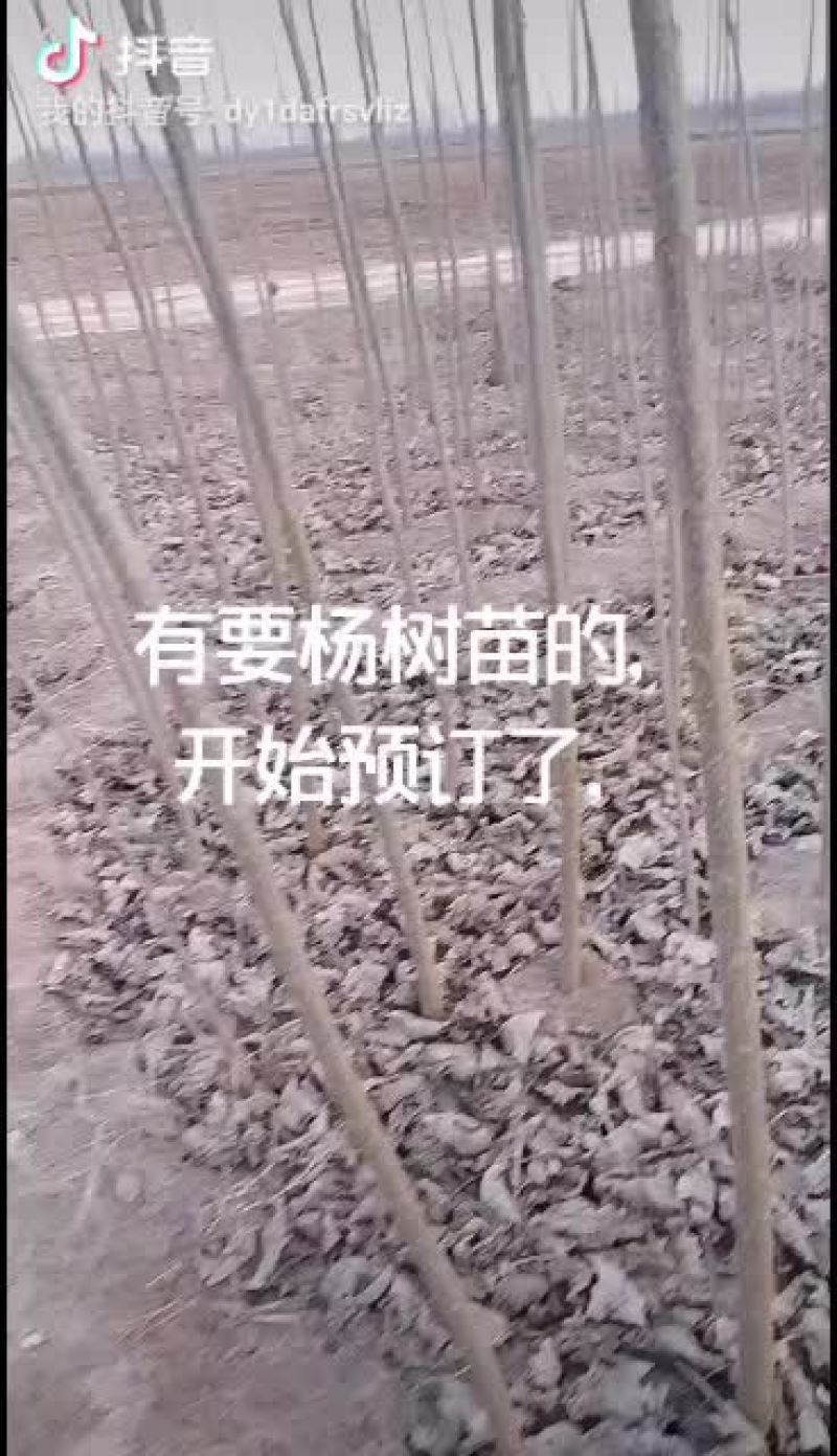 优质杨树苗，根细好，无病害