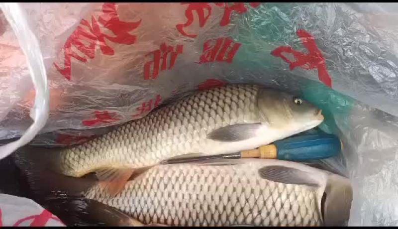 山东莘县精品黄河鲤鱼
