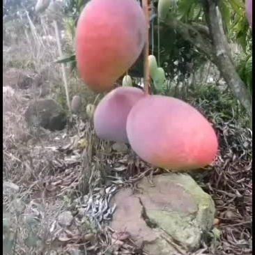 海南三亚贵妃芒果准备上市