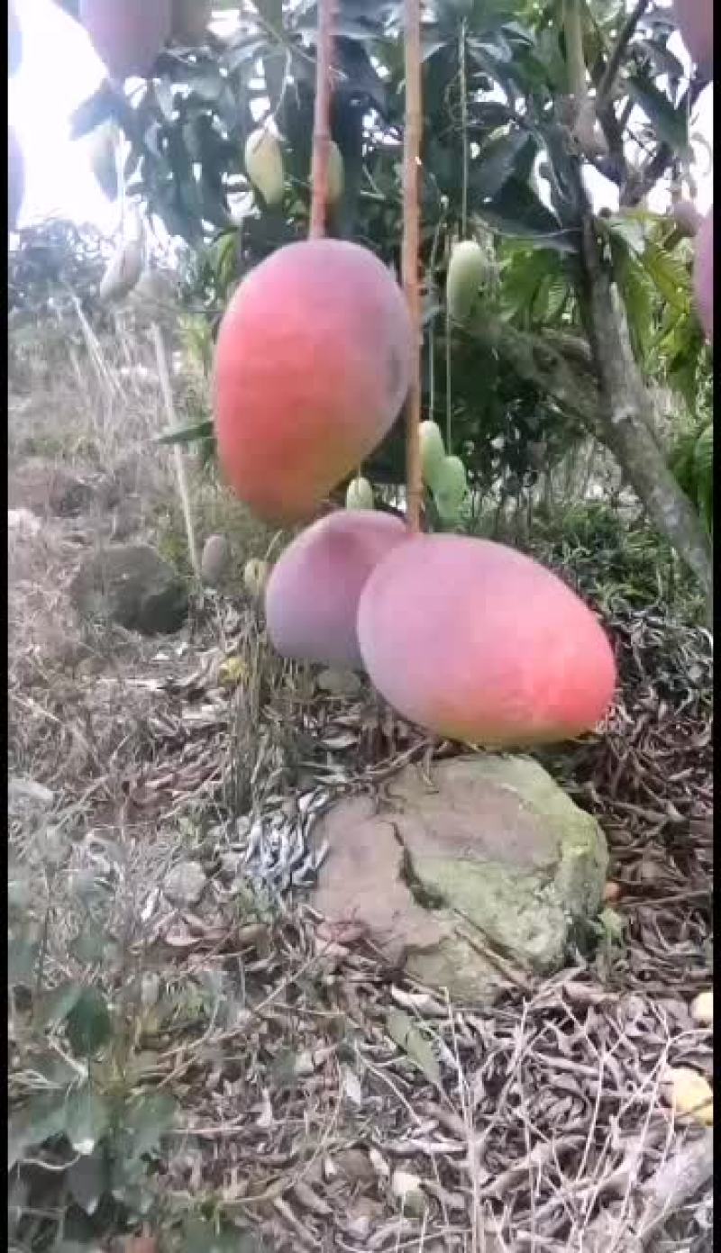 海南三亚贵妃芒果准备上市