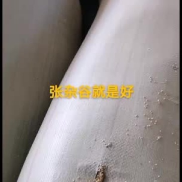 陕西省定边县张杂13谷子