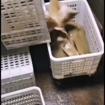 多宝鱼，多宝鱼多宝鱼多宝鱼
