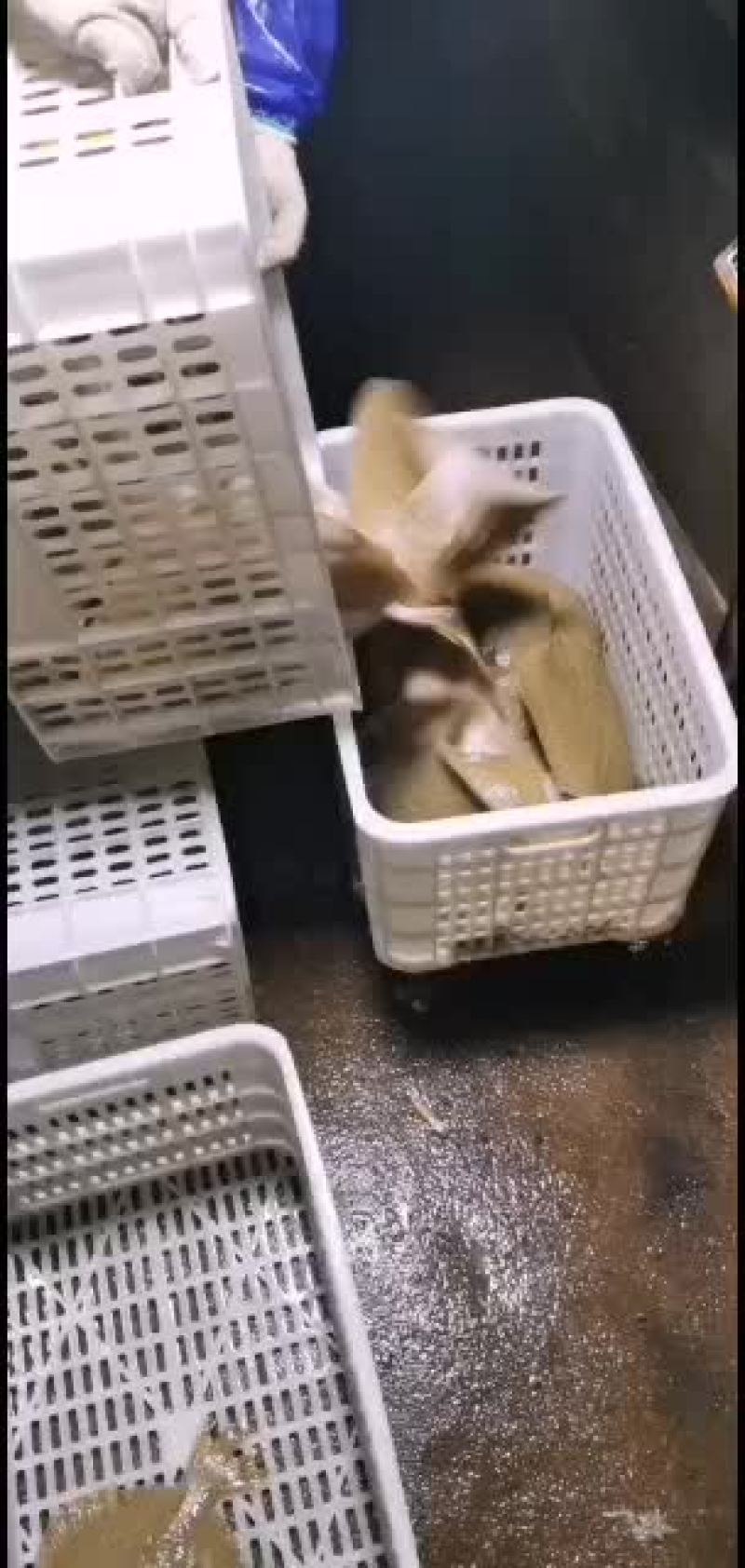 多宝鱼，多宝鱼多宝鱼多宝鱼