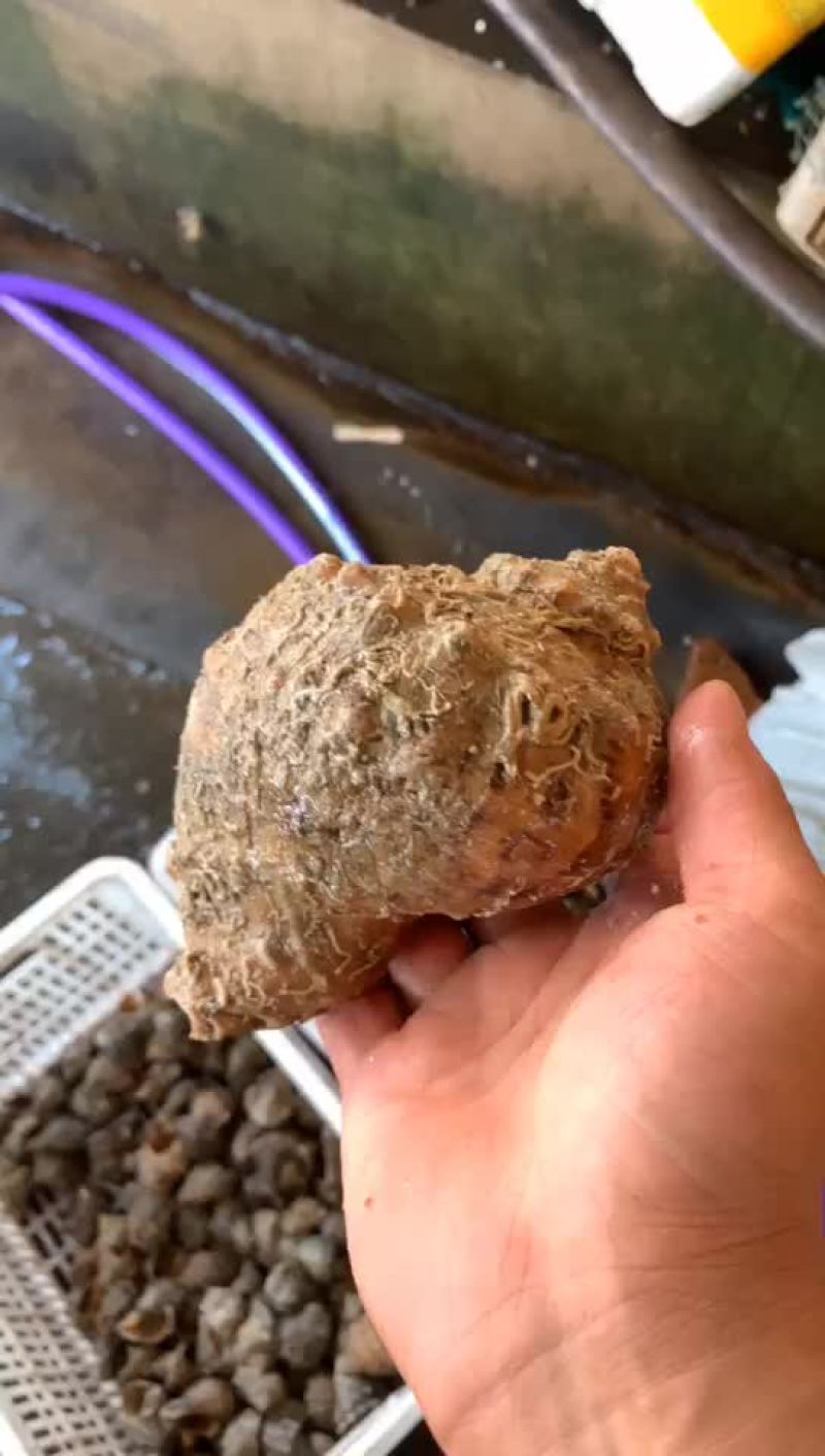 优质海螺新鲜包活，赣榆地笼海螺，八角螺，自助必需品，欢迎