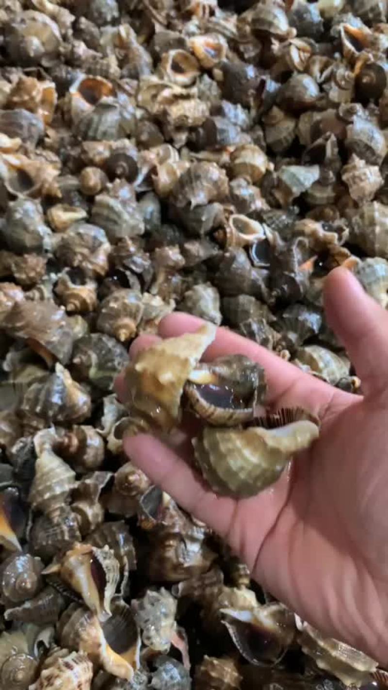 优质海螺新鲜包活，赣榆地笼海螺，八角螺，自助必需品，欢迎