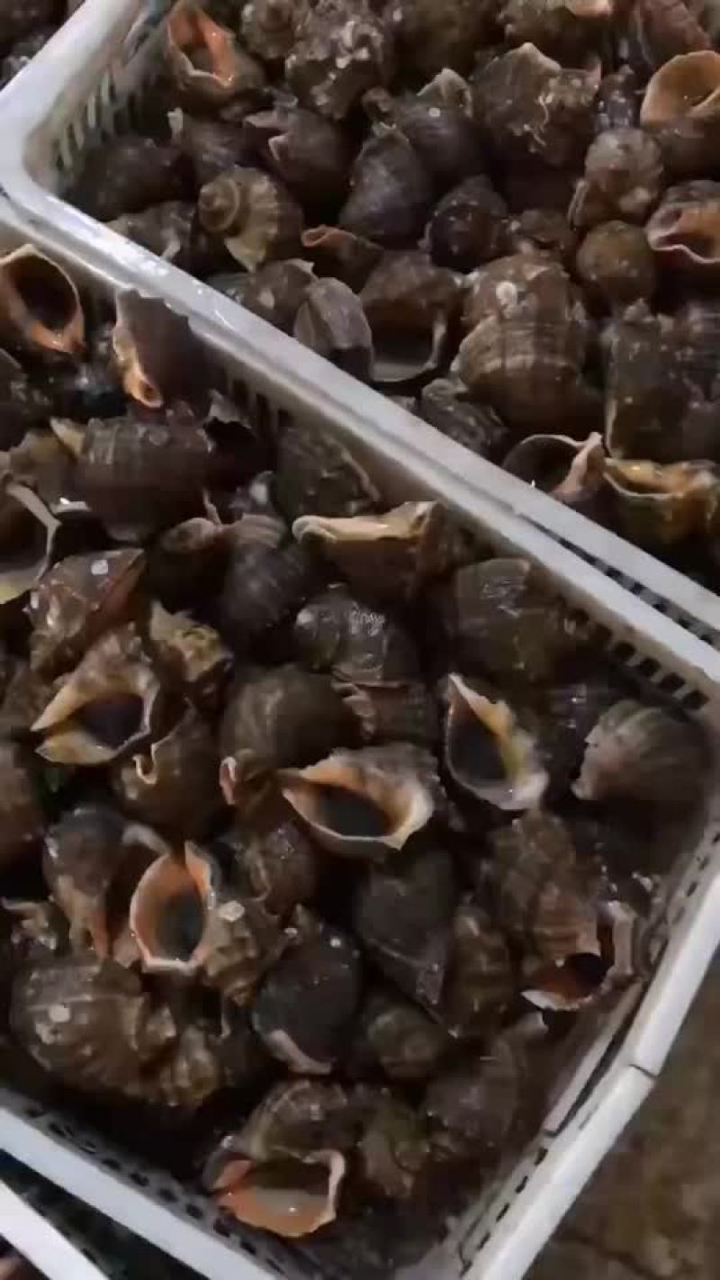 优质海螺新鲜包活，赣榆地笼海螺，八角螺，自助必需品，欢迎