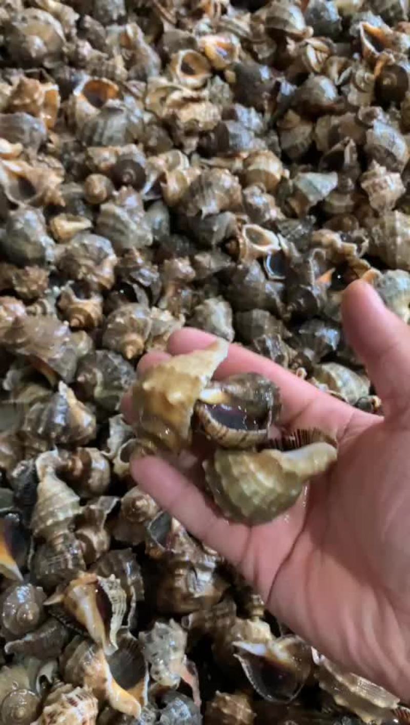 优质海螺新鲜包活，赣榆地笼海螺，八角螺，自助必需品，欢迎