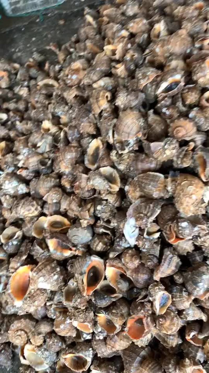 优质海螺新鲜包活，赣榆地笼海螺，八角螺，自助必需品，欢迎