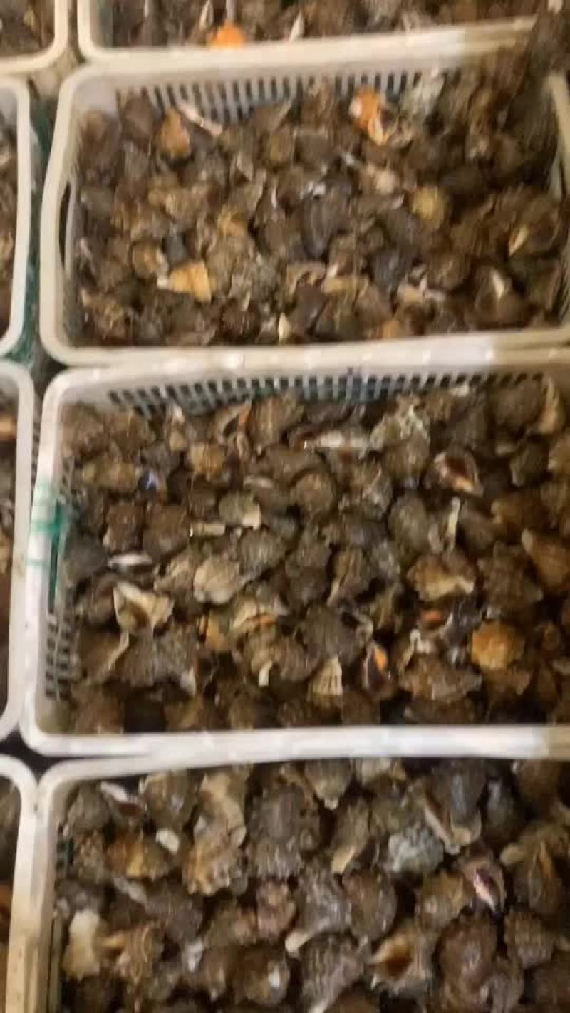优质海螺新鲜包活，赣榆地笼海螺，八角螺，自助必需品，欢迎