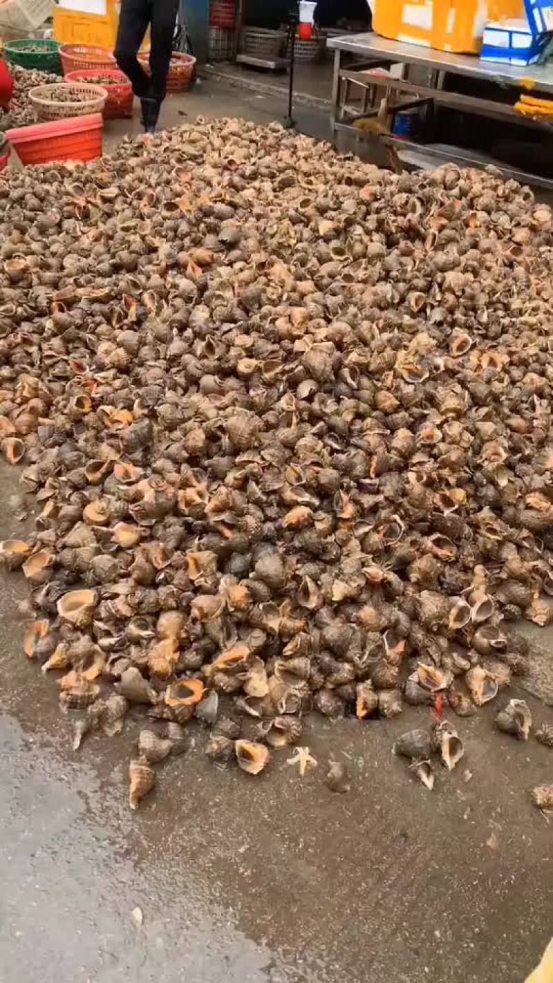 优质海螺新鲜包活，赣榆地笼海螺，八角螺，自助必需品，欢迎