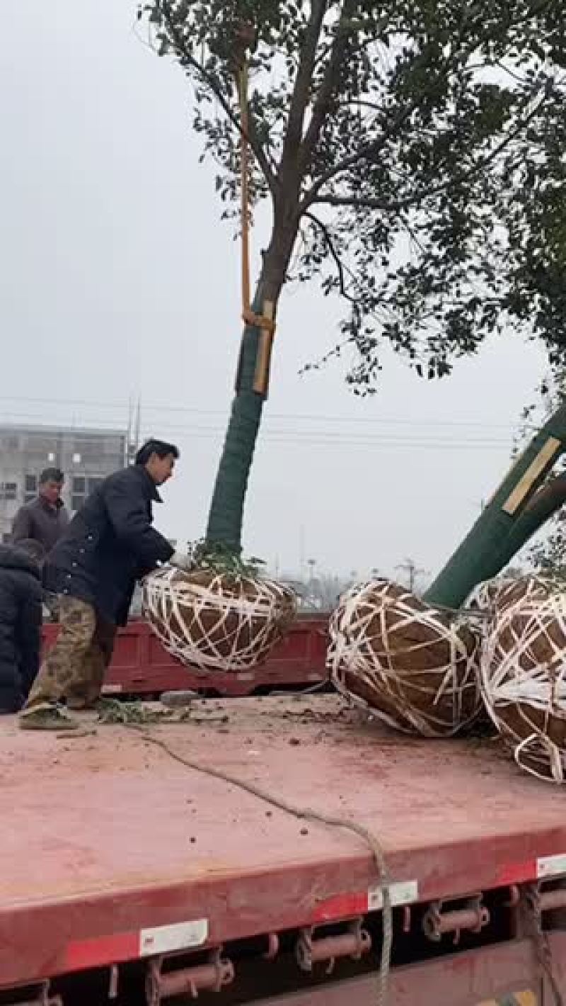 香樟树原生全冠工程绿化庭院