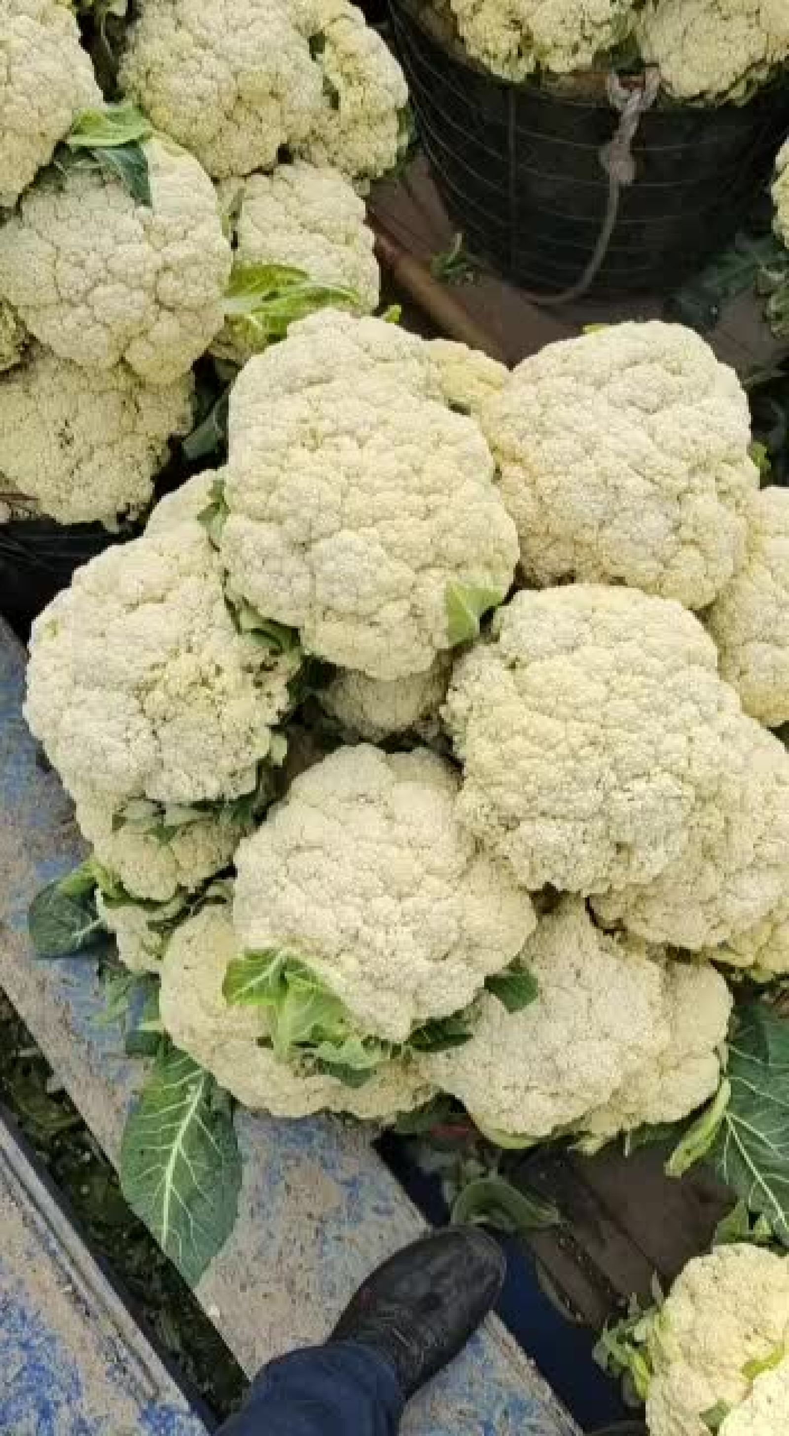 [松花菜批发]温州精品花菜,白面青梗有机花菜,松花,欢迎新老客户价格