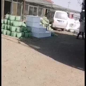 生菜装箱发货，全国接单