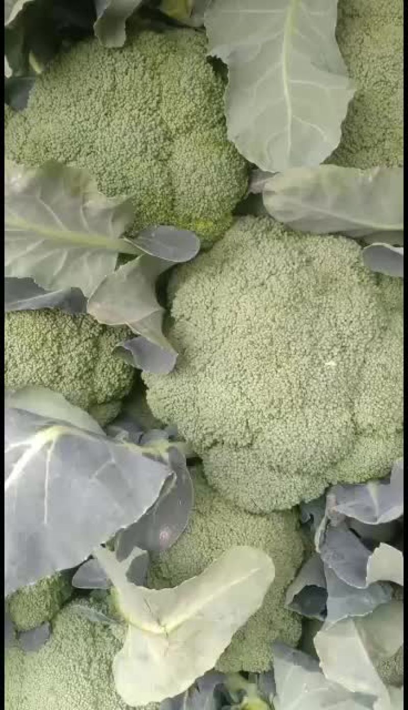 我们经营西兰花大量共应