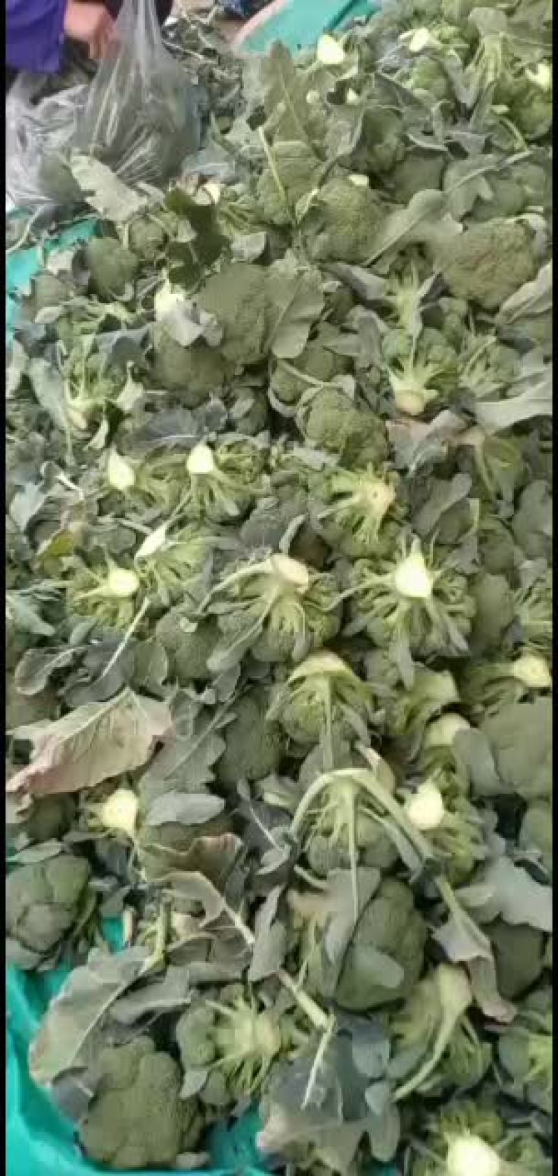 我们经营西兰花大量共应