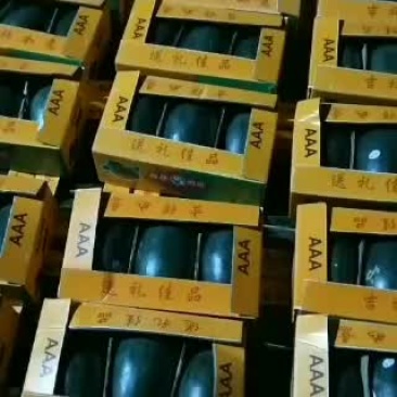 越南黑美人西瓜皮薄瓜甜