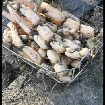 莲藕，鱼池藕，第一年的，皮子白