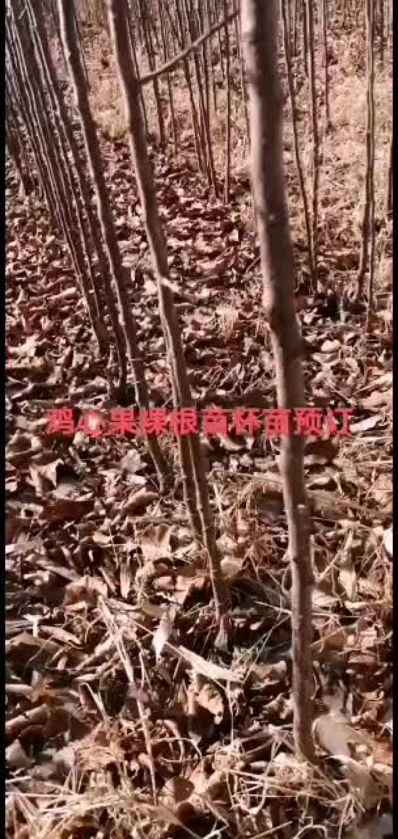 鸡心果杯苗裸根苗出售预订