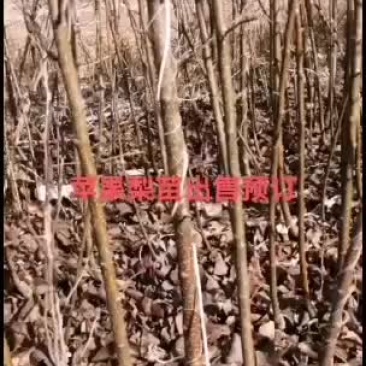 苹果梨苗出售预订量大优惠